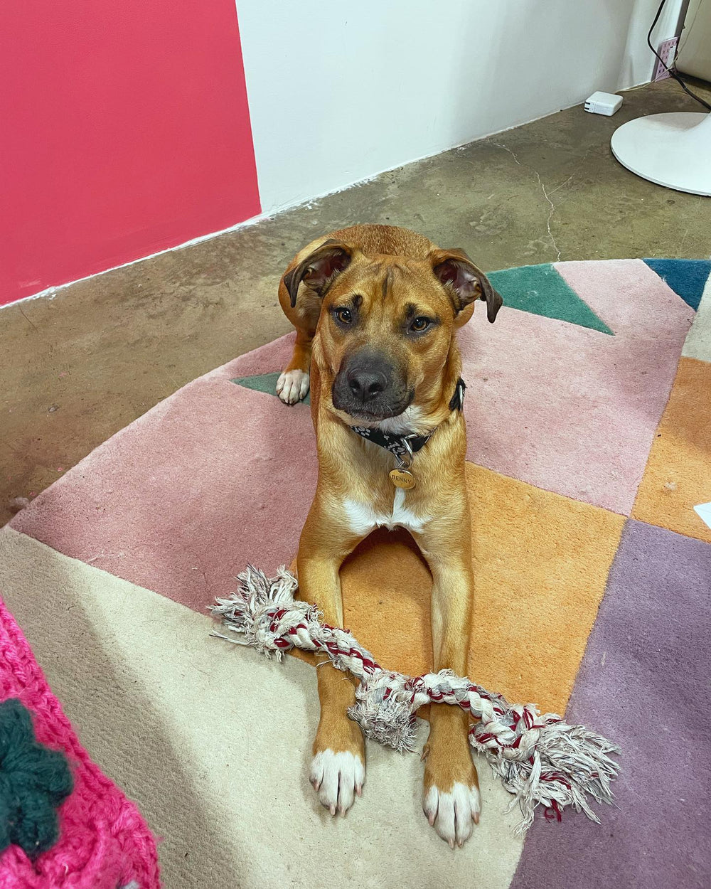 Dog on colorful rug